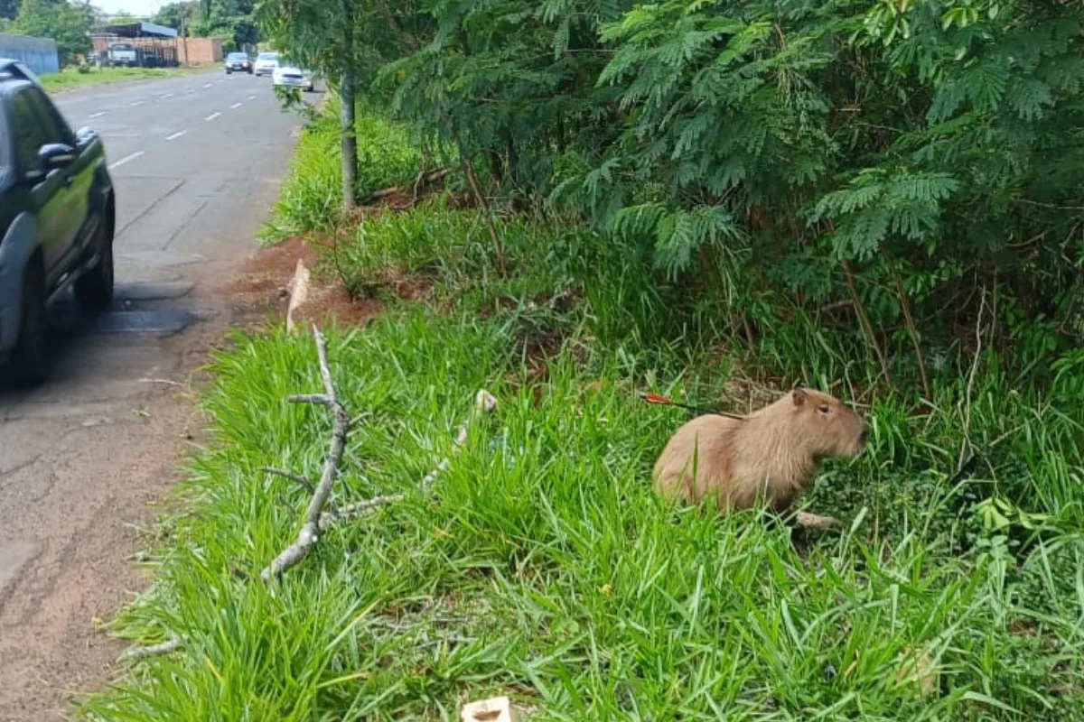 Capivara com flecha cravada no corpo entra em rio, e buscas são adiadas em Campo Grande