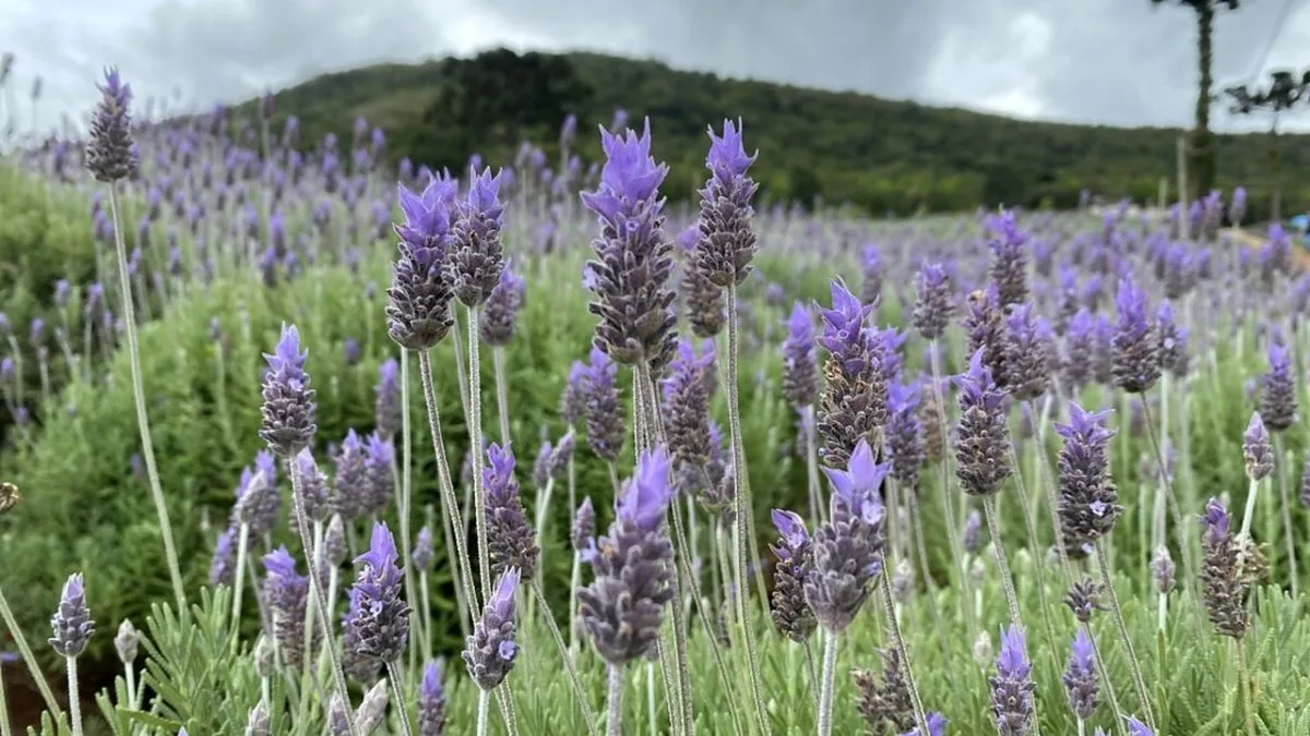 Lavanda no Sul, alimentos em Paris: a agenda do agro também tem perfume e vitrine global