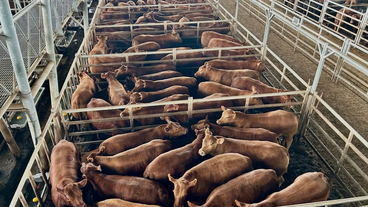Vacunos: cierre de semana con leves bajas en el Mercado Agroganadero de Cañuelas
