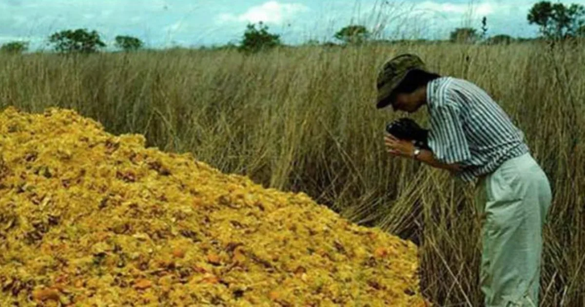 En 1997, tiraron 12.000 toneladas de cáscaras de naranja en un terreno seco: 16 años después, se había convertido en un bosque tropical