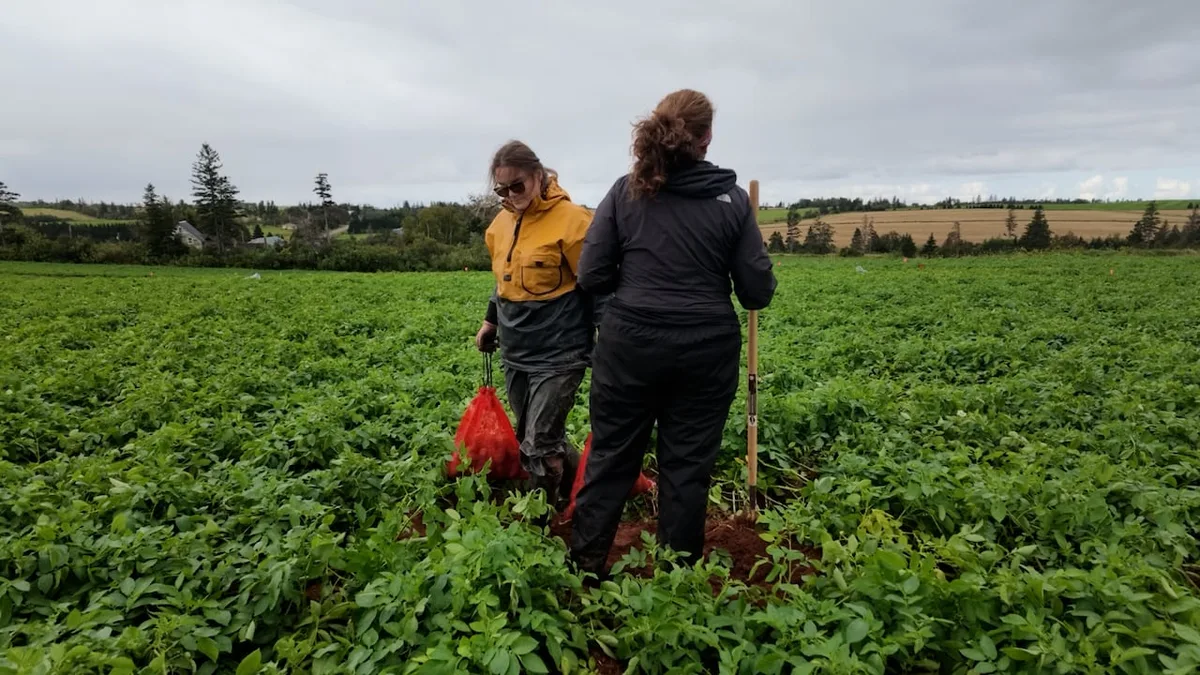 How researchers are trying to find the 'sweet spot' for fertilizer in P.E.I.’s potato fields