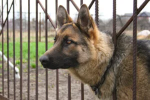 União deve indenizar servidor atacado por cães em fiscalização