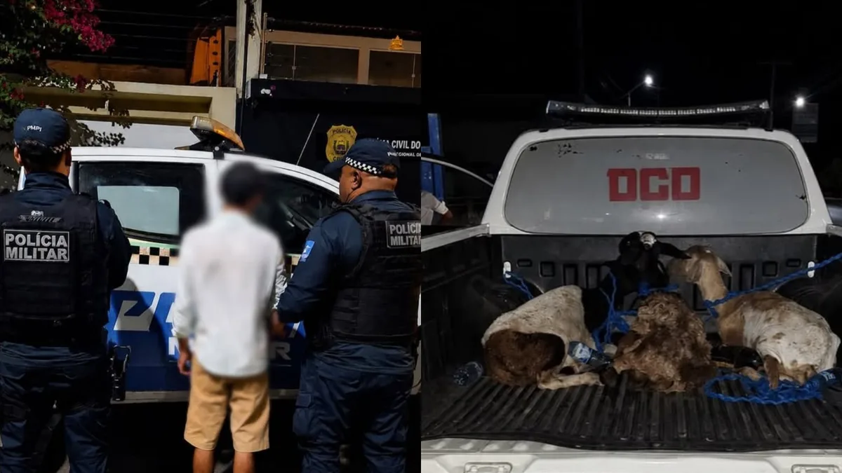 Homem é preso suspeito de furtar bodes no Piauí; animais foram recuperados após dono reconhecê-los