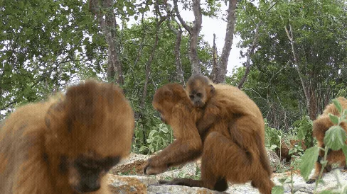 Esforços para proteger macaco-prego-galego mobilizam município em Alagoas