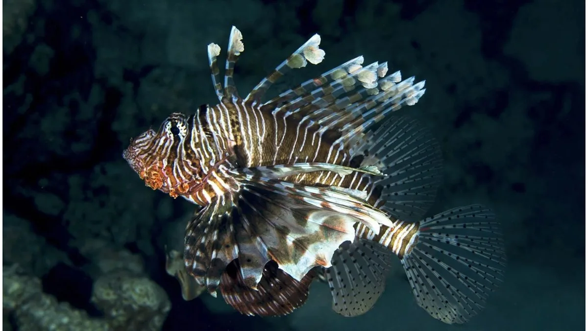 Sunken WWII hospital ship colonized by devil firefish and rare monk seals