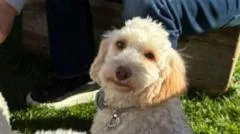 Poodle party reunites rescued dogs