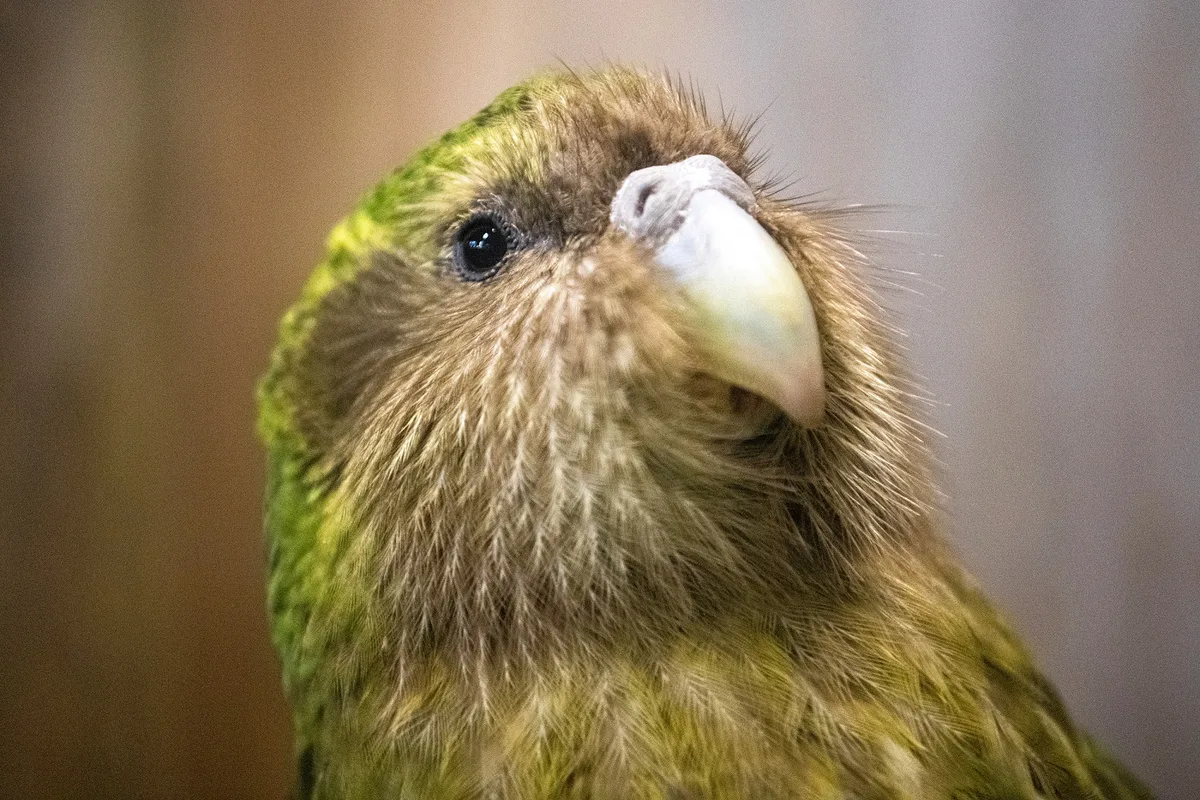 Record baby boom brings world’s heaviest parrot back from the brink