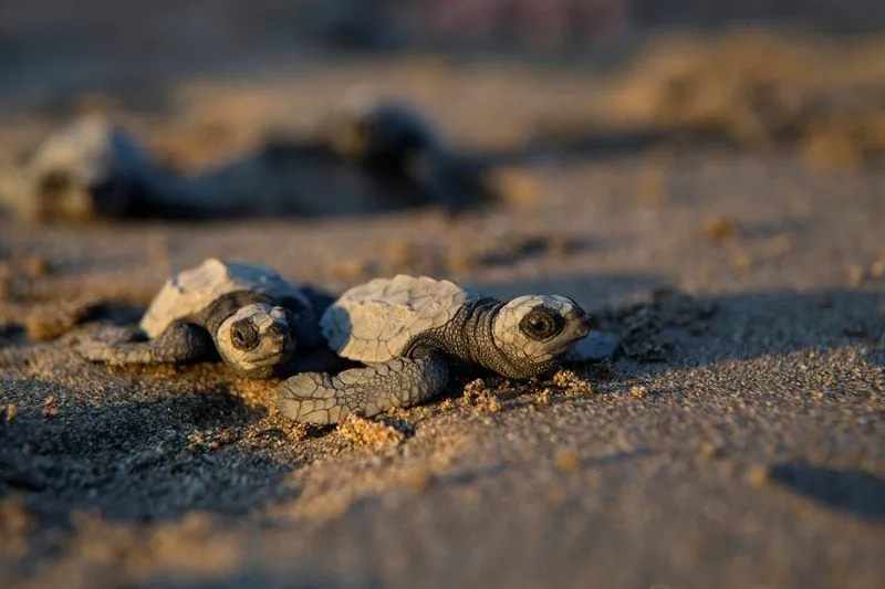 Más 3,000 tortuguillos paslama llegan al Pacífico tras ser liberados en una playa de Nicaragua