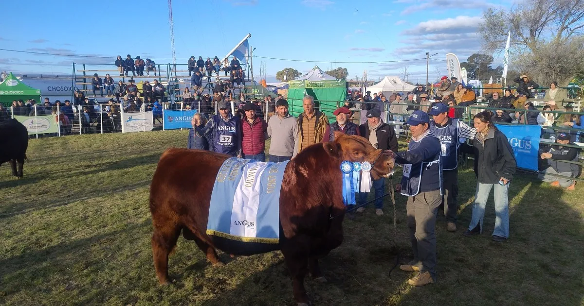 Un Angus colorado de cabaña Don Fioto se quedó con el premio mayor en la 13° Nacional Patagónica de la raza que se celebra en Viedma