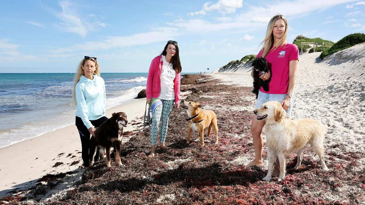 City of Joondalup considering new dog beaches as Burns Beach petition attracts 1118 signatures