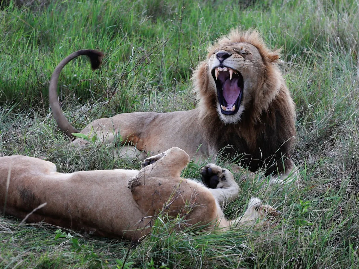 10 lions found dead in suspected poisoning at Tanzania reserve