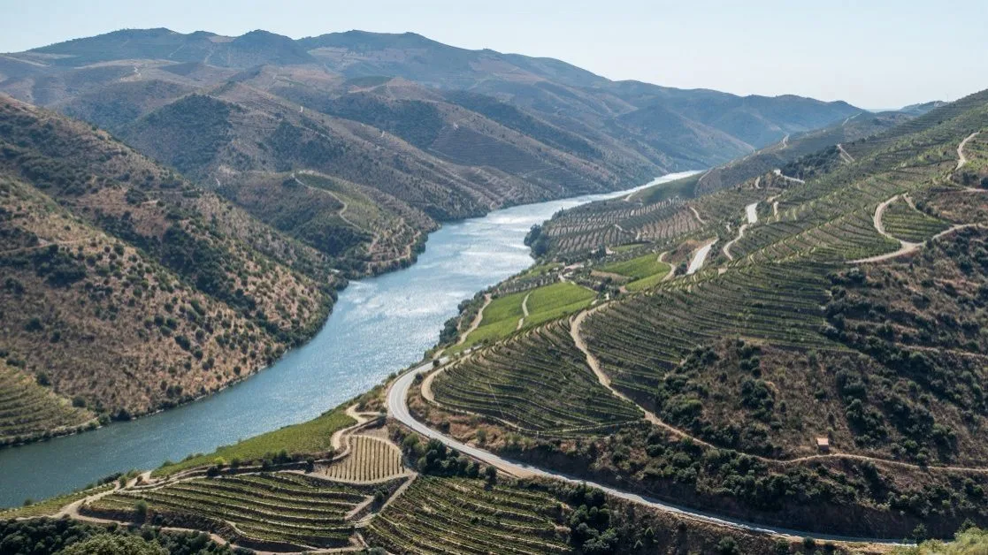 A outra face do Douro turístico: há viticultores “a passar fome” e a abandonar as vinhas