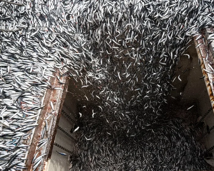 A perfect storm: how the super El Niño is devastating the fishing industry