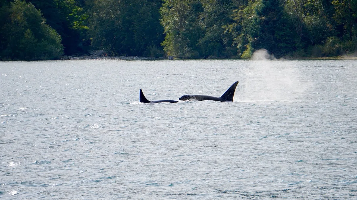 He spent years cataloguing orca families' unique dialects. Now you can hear them