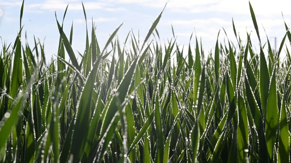 Wetter: Leichter Regen und bis zu 20 Grad im Südwesten