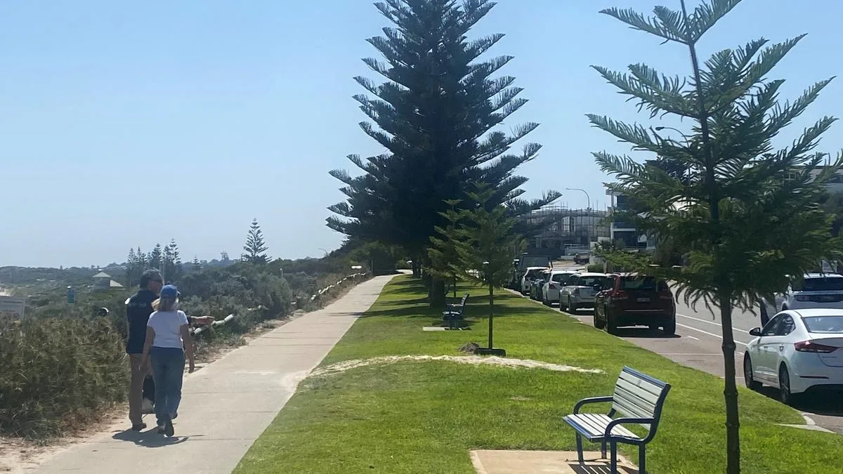 Young Norfolk pines replanted on Cottesloe beachfront after resident complaints got them removed
