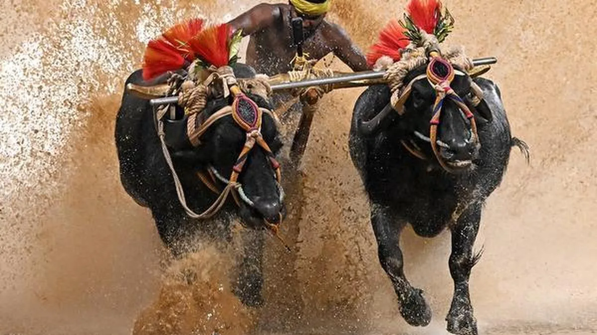 JAC urges Siddaramaiah to oppose Kambala at Mysuru Dasara