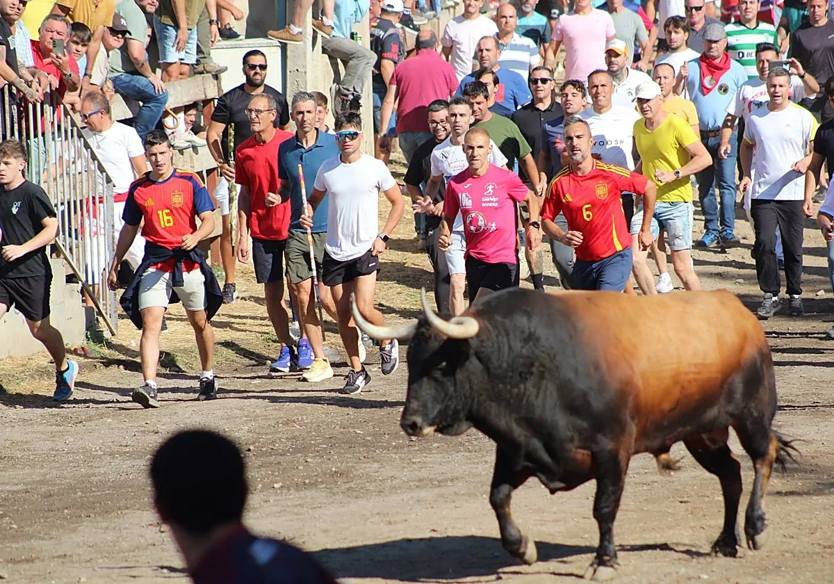 'Campanito' protagoniza un Toro de la Vega rápido y sin incidentes