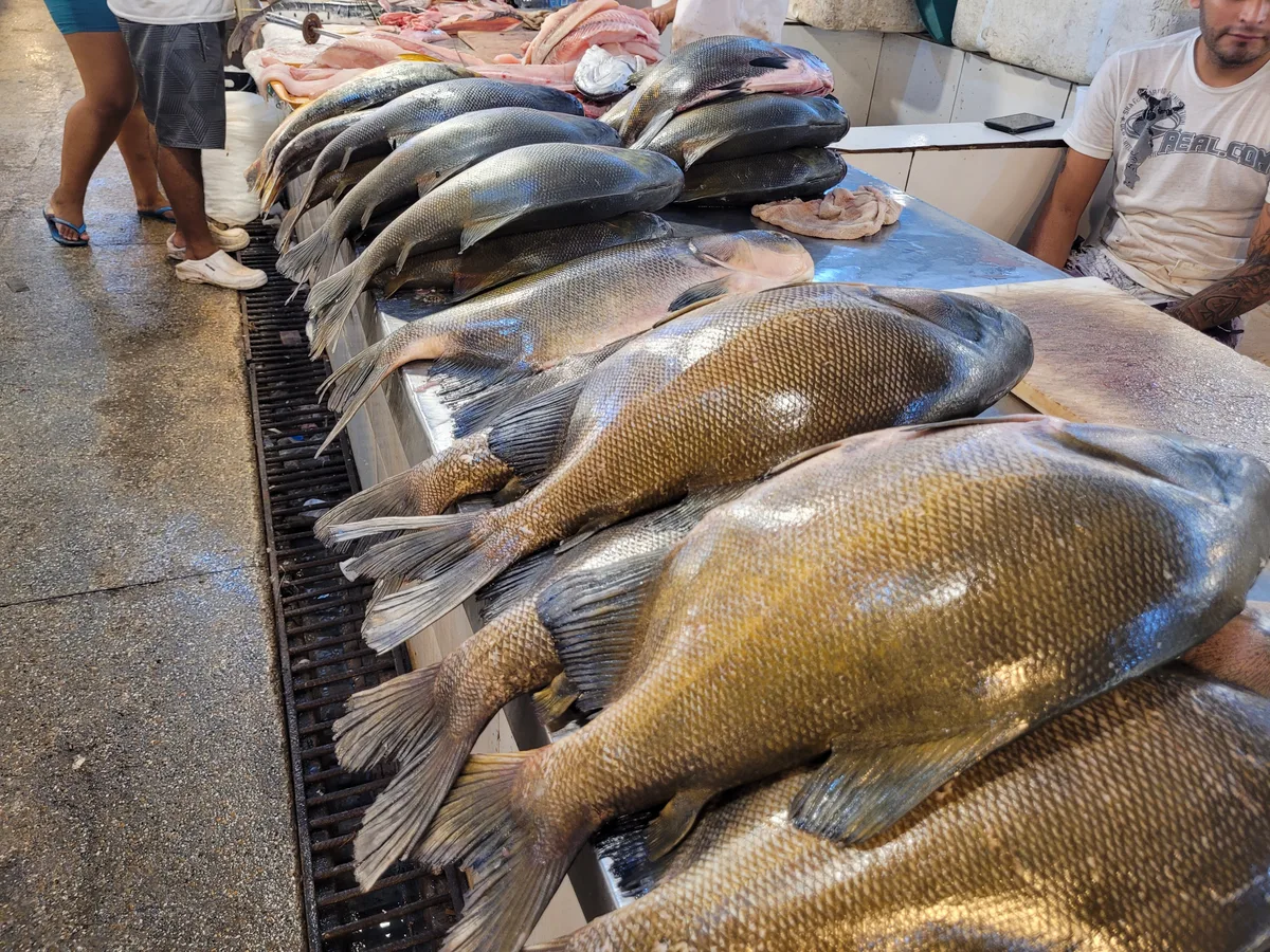 Feira do Tambaqui oferta 8 toneladas de pescado neste sábado (29) em Manaus