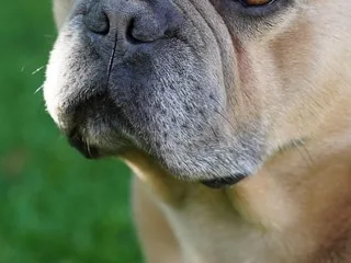 Un livreur perd les cendres de leur chien, l’urne est introuvable depuis un mois : « On continue à se battre »
