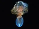 Out-of-this-world photos capture incredible 'space jellyfish'... can you guess what it really is?