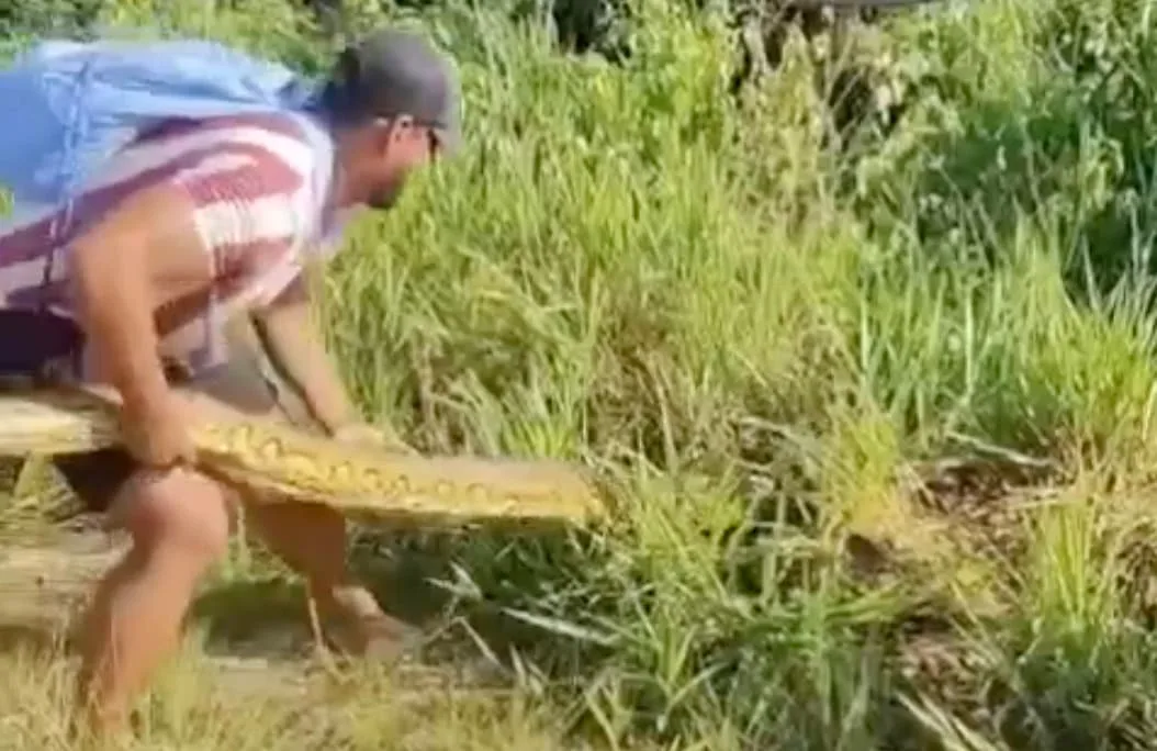 Cobra de mais de quatro metros é encontrada às margens da BR-364