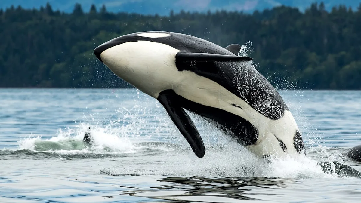 Spiel oder Strategie? - Orcas zerteilen Mondfisch auf einzigartige Weise