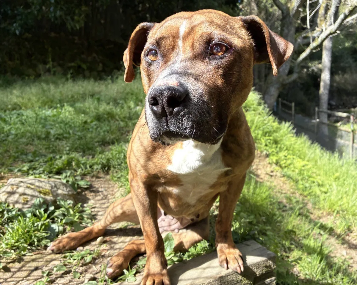 This pit bull mix is just a ‘goofy, fun-loving girl’