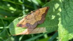 Hidden moth population found after 70 years