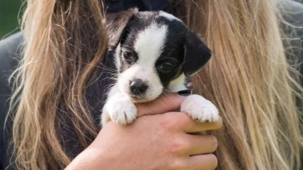 Los veterinarios coinciden: coger a tu perro como un bebé no es más cariñoso, puede perjudicar sus articulaciones