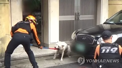 개 물림 등 3년간 반려동물 안전사고 600건…대응 예산은 '0원'