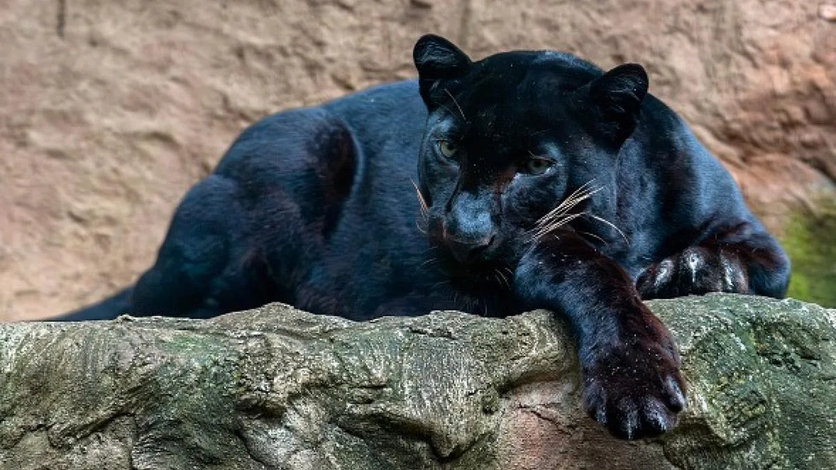 Big cat expert convinced most sightings aren't reported