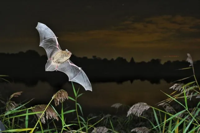 Une nouvelle étude redessine l’arbre généalogique des chauves-souris