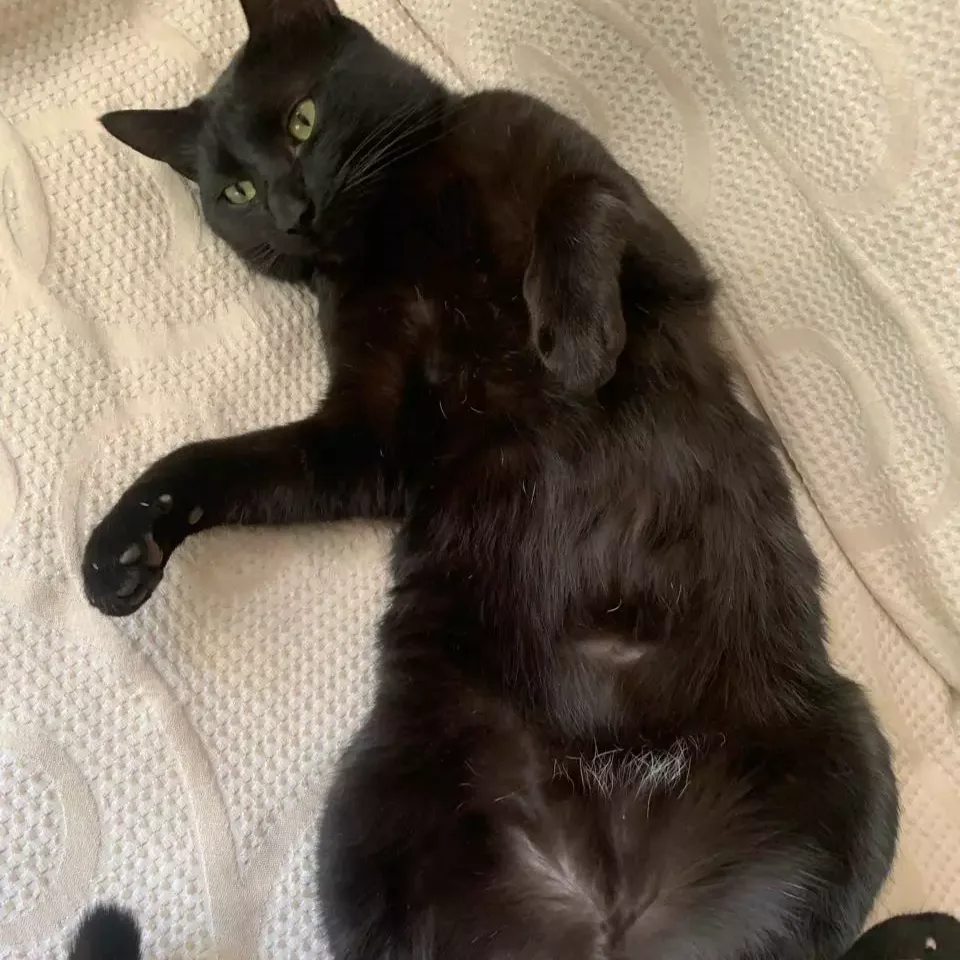 Casal pede ajuda para encontrar Sand, o filho de 4 patas