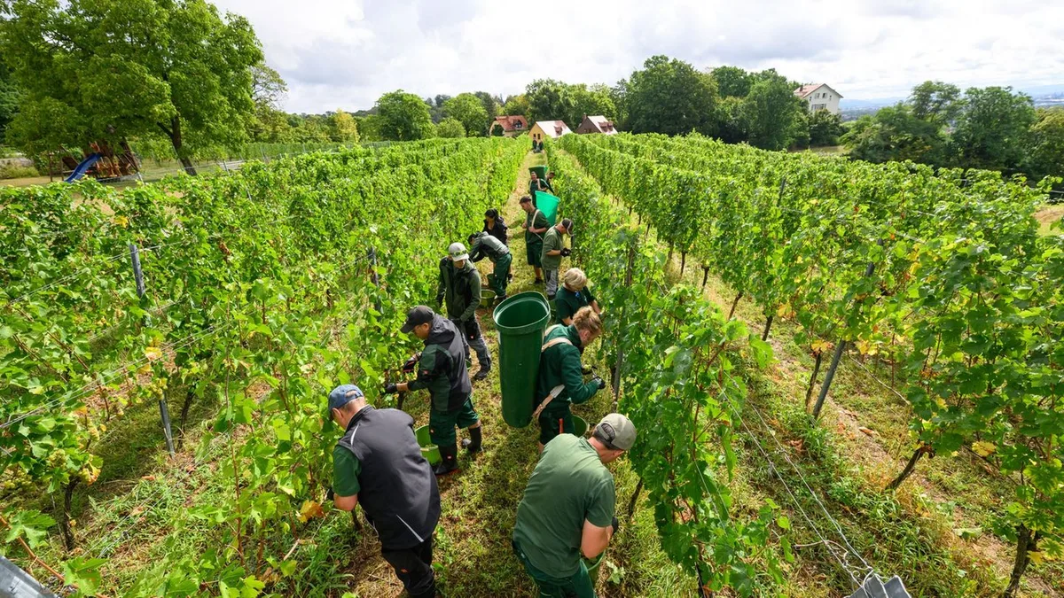 Weinanbau: Schloss Wackerbarth startet Weinlese