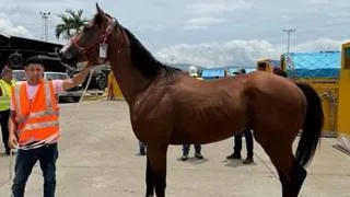 El Haras Luisiana fortalece la cría nacional con la incorporación del padrillo Under Contract