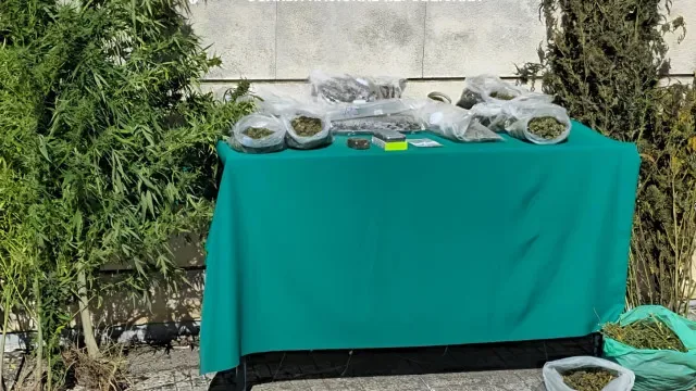 Detido por tráfico de droga em Alcobaça. Apreendidas 7 plantas de canábis