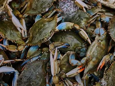 Italians enter uneasy truce with invasive blue crabs, exporting what they won't eat