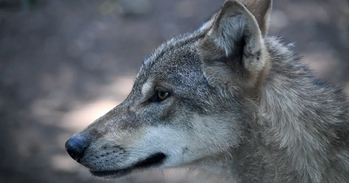 Italie. Un loup attaque des touristes, une mère et sa fille légèrement blessées