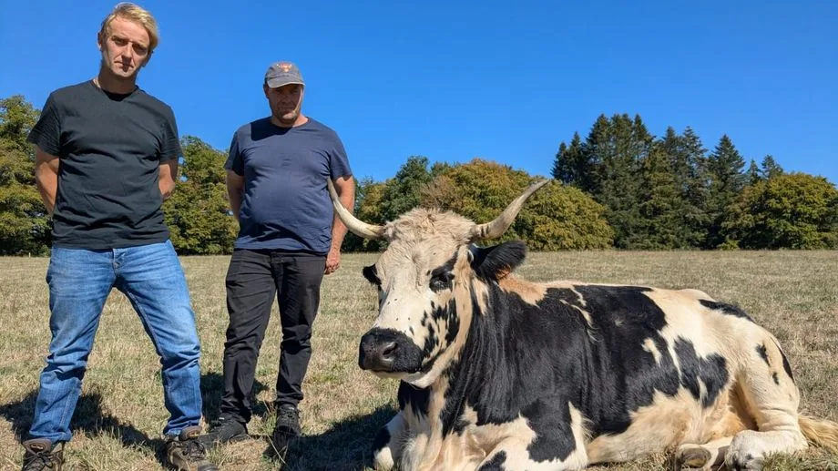 PHOTOS - "C'est une fierté pour tous les éleveurs de la race", la Ferrandaise égérie du Salon de l'agriculture