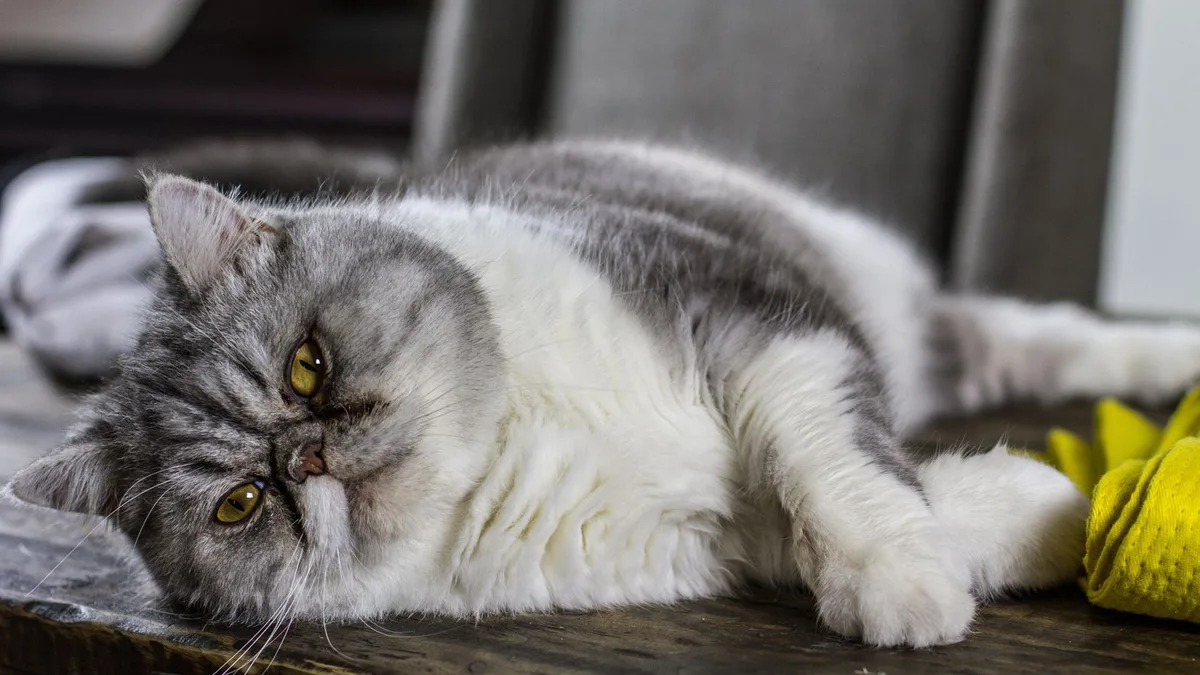 Carlos Gutiérrez, veterinario: "Si tu gato no te deja dormir por las noches, jamás le recompenses con caricias cuando maúlla"