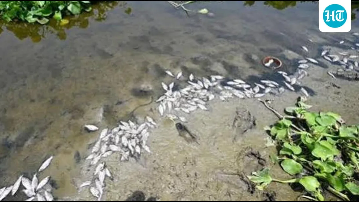 Dead fish in Yamuna near Burari raise alarm over Delhi river’s water quality
