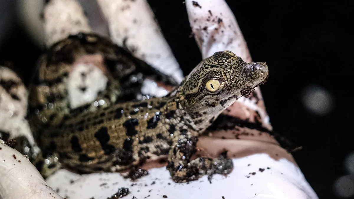 L’été est tellement chaud que des œufs de crocodile ont pu éclore naturellement dans la Drôme