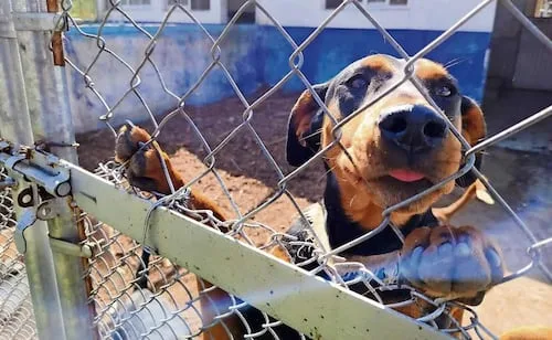 "Si te vas, le hago daño a tu perro": Proponen reconocer violencia familiar ejercida a través de animales de compañía