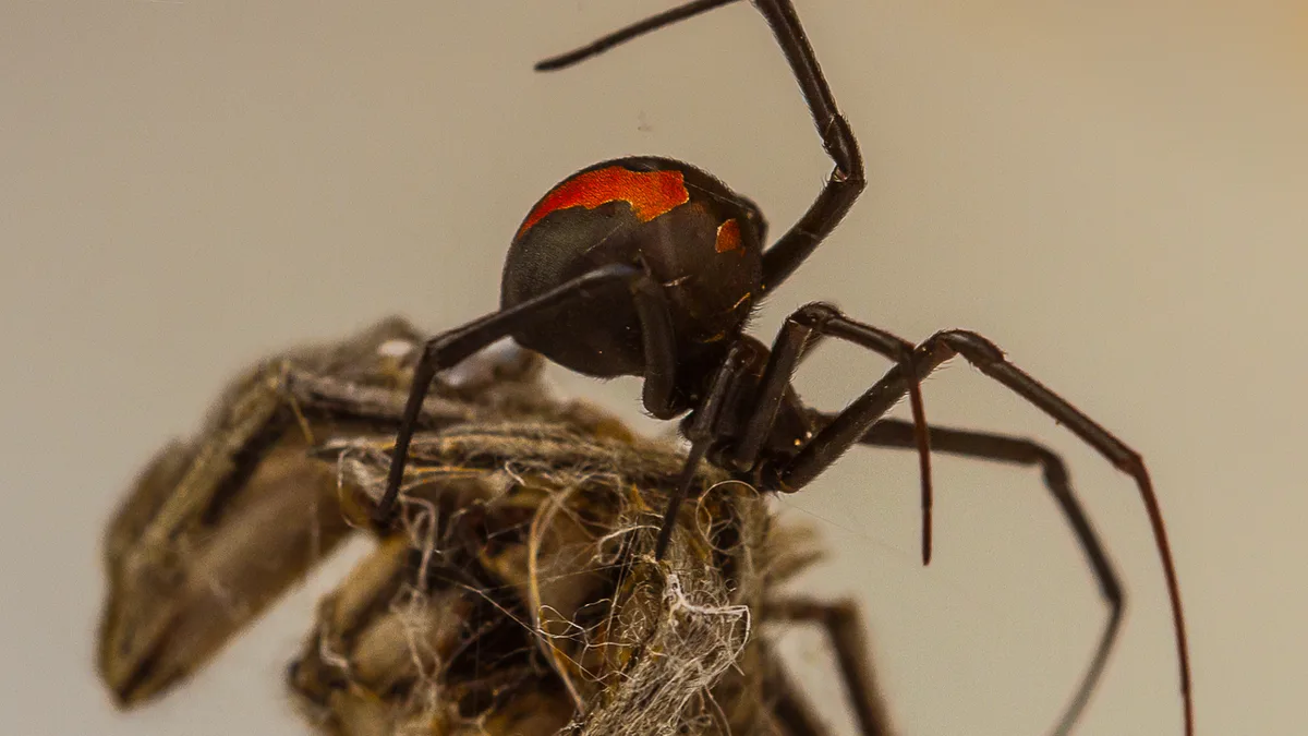 Genetics triggers male black widows to blackflip into death, study finds