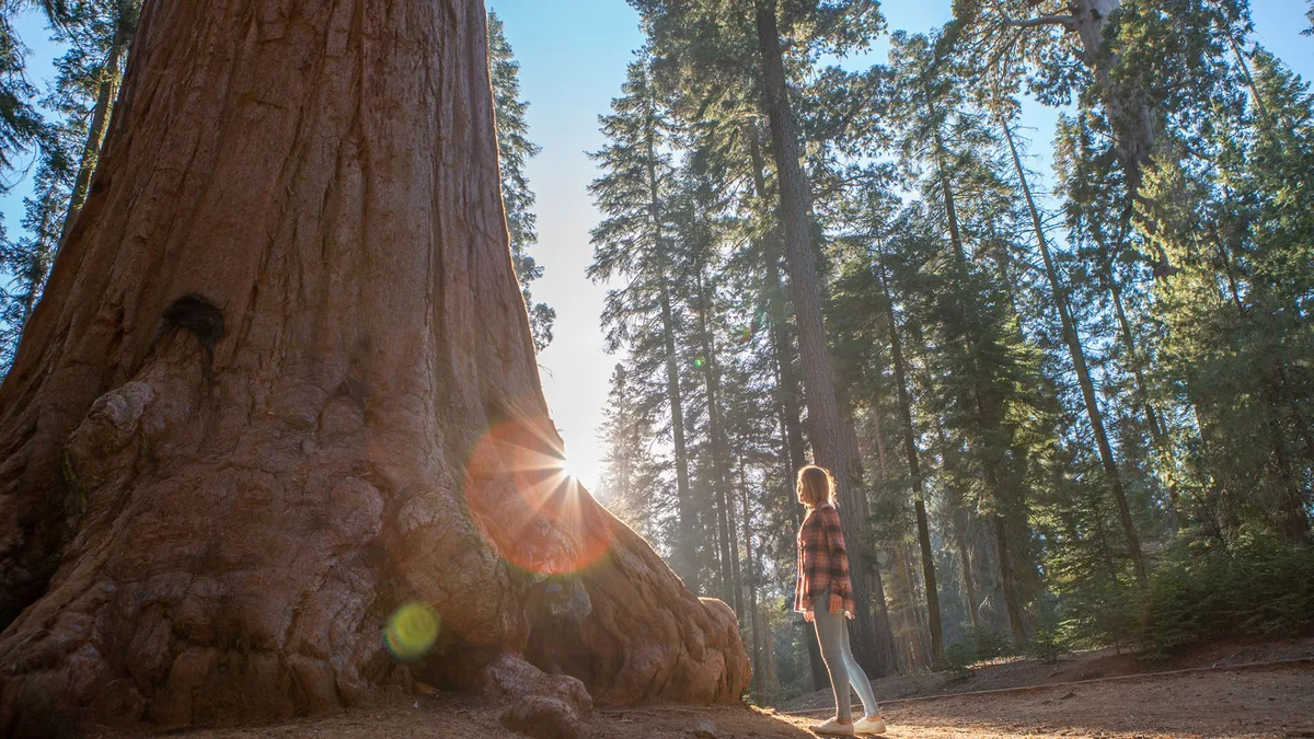 California redwoods are struggling in the heat — and it's not clear how much damage is being done