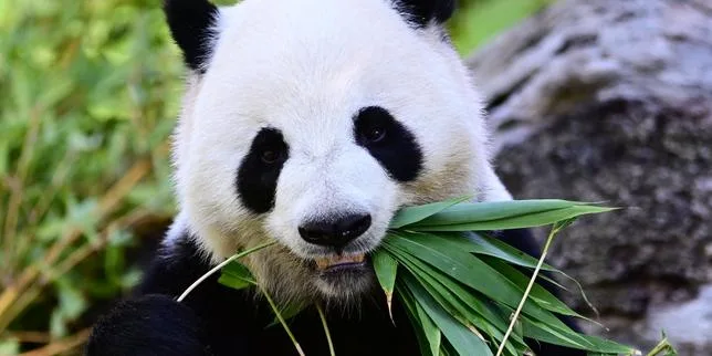 Les deux derniers pandas du ZooParc de Beauval partiront en Chine le 17 décembre