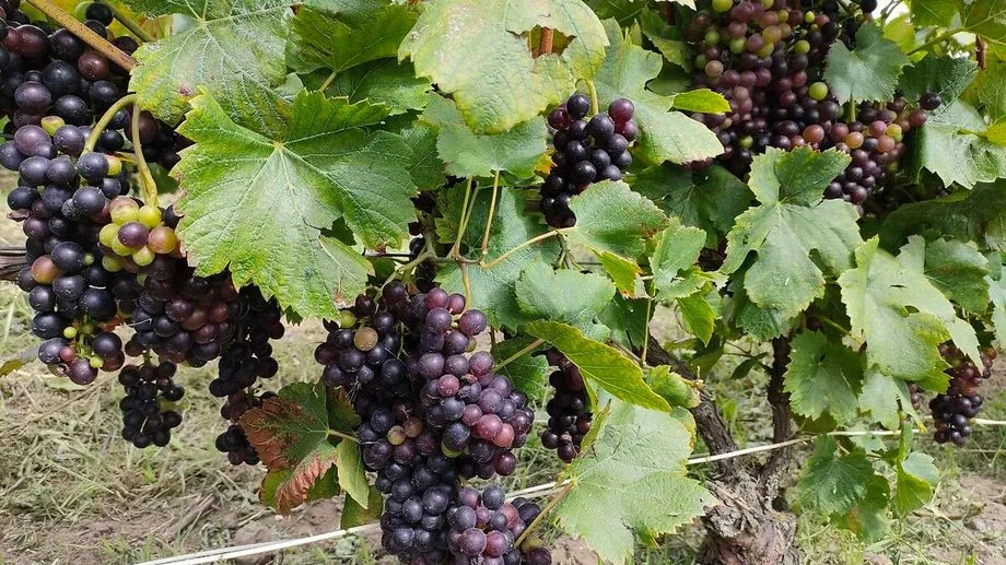 Vendanges 2026 en Champagne : des raisins exceptionnellement sucrés, avec des degrés records