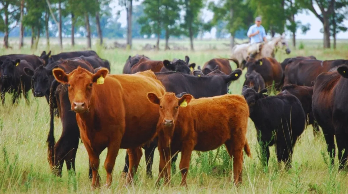 Cuáles son las claves en el manejo de la hacienda para mejorar la calidad de la carne