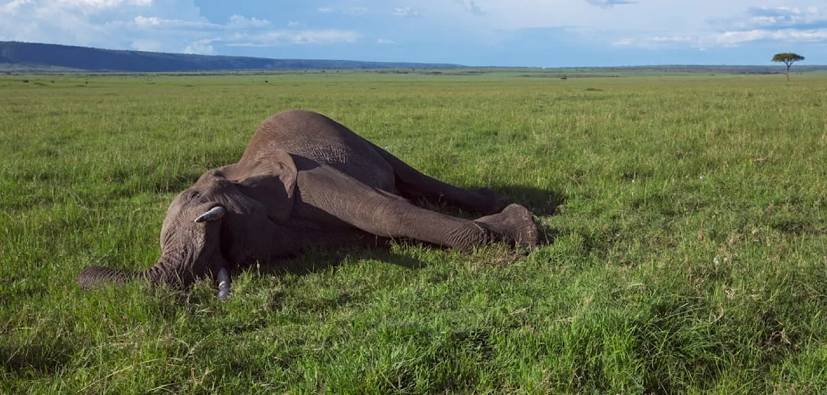 Stirbt ein Elefant, verändert sein Kadaver die Natur auf bemerkenswerte Weise
